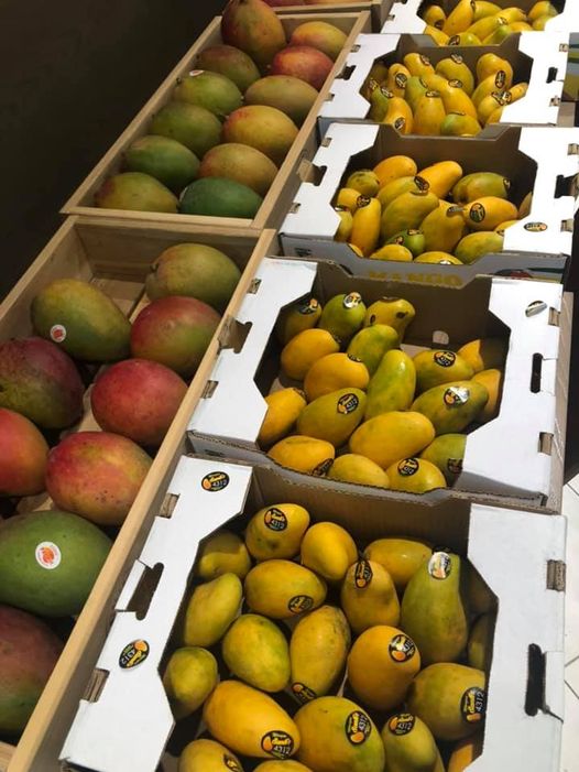 115902084_722439698332115_2151022098036350744_n